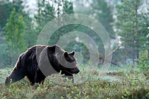 Big brown bear walking around lake in the morning sun. Wildlife scene from wild nature. Dark night image with bear. Dangerous