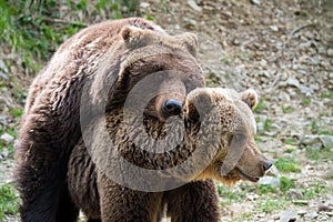 Brown bears mating in forest