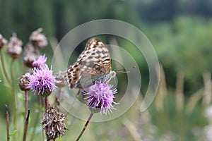 Big, brown, beautiful, bright butterfly sitting on a lilac flower in a meadow.