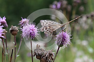 Big, brown, beautiful, bright butterfly sitting on a lilac flower in a meadow.