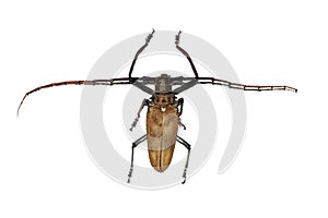 Big brown beetle, isolate on a white background, cerambycidae photo