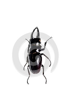 Big brown beetle, isolate on a white background, odontolabis dalmanni