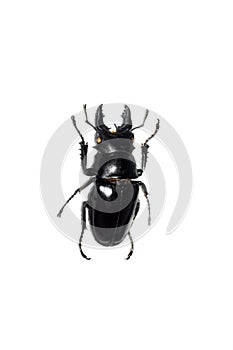 Big brown beetle, isolate on a white background, odontolabis siva