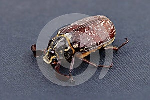 A big brown beetle, polyphylla pullo, isolated