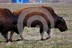 Big Brown Bison in a Field in Fermilab Batavia Illinois