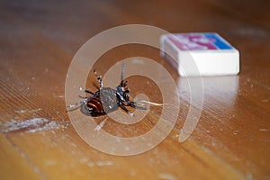 Big brown bug on wooden floor