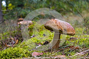 Big brown cap edible mushroom and forest glade