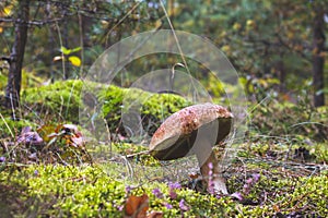 Big brown cap edible mushrooms grows in wood