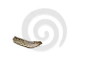 Big brown caterpillars on a white background are shot close-up, showing the caterpillars in fine detail, with a complementary