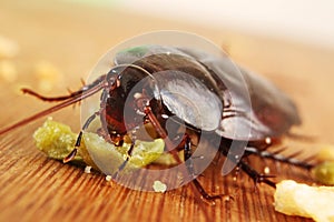 Big brown cockroach eating crumbs