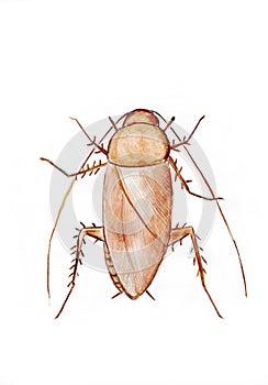 Big brown cockroach (cucaracha) photo