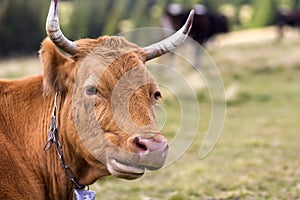 Big brown cow head portrait close-up on green sunny pasture field bright blurred background. Farming and agriculture, milk