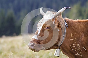 Big brown cow head portrait close-up on green sunny pasture field bright blurred background. Farming and agriculture, milk