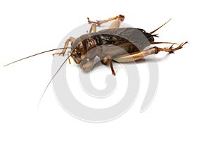 Big brown cricket insect