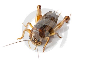 Big brown cricket insect