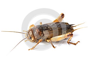 Big brown cricket insect