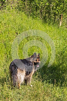 Big brown dog - Czechoslovak wolfdog on a green meadow