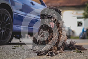 Big brown dog in front of a car