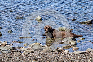 Big brown dog is lying in the water.