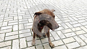 Big brown dog sitting on the ground