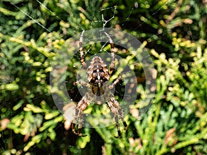 Big, brown European garden spider, cross orb-weaver Araneus diadematus showing the white markings across the dorsal abdomen