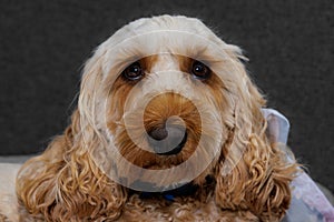 Big brown eyes of a male Cockapoo puppy