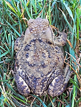 Big brown frog with black spots