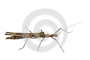 Big brown grasshopper on white background