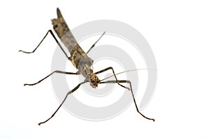 Big brown grasshopper on white background