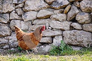 Big brown hen against the background of an old stone fence