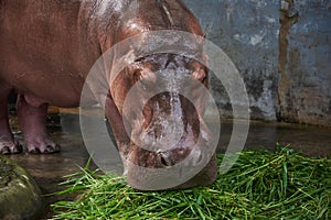 A hippopotamus eating green grass on the ground