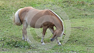 Big brown horse eats in the meadow