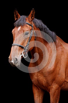 Big brown horse portrait on black background