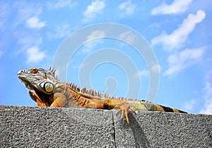 Big brown iguana