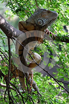 Big brown Iguana on tree