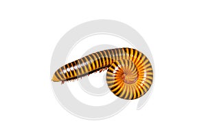 Big brown millipede in circle shape isolated on white background.