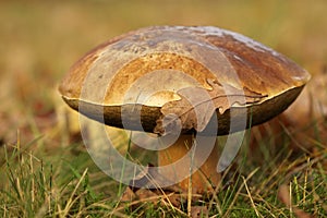 Big brown mushroom with a leaf on it