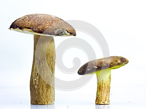 Big brown mushrooms boletus and the flywheel