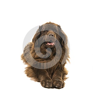 Big brown New Foundland dog lying down looking at the camera isolated on a white background photo