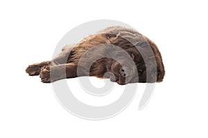 A Big brown New Foundland dog lying down looking at the camera isolated on a white background photo