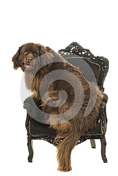 Big brown New Foundland dog sitting on a black baroque armchair isolated on a white background photo