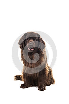 A Big brown New Foundland dog sitting looking at the camera isolated on a white background photo