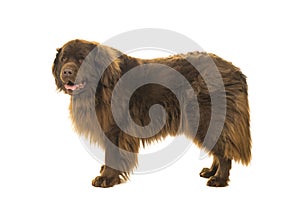 Big brown New Foundland dog standing sideways isolated on a white background photo