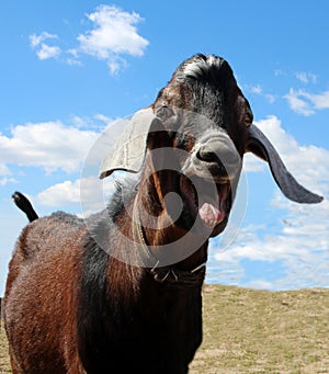 Big brown Nubian goat screams opened his mouth