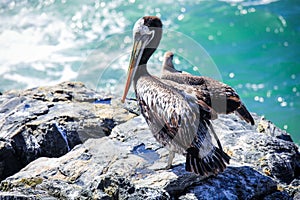 Big Brown Pelican Seating on the Stone near Vina Del Mar