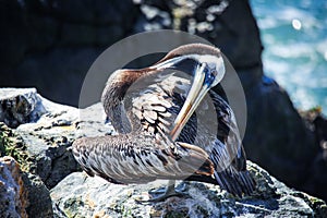 Big Brown Pelican Seating on the Stone near Vina Del Mar