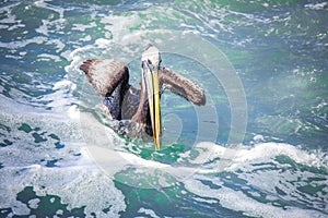 Big Brown Pelican Seating on the Stone near Vina Del Mar