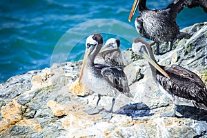 Big Brown Pelican Seating on the Stone near Vina Del Mar