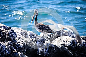 Big Brown Pelican Seating on the Stone near Vina Del Mar