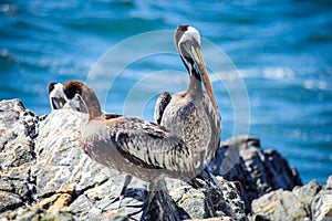 Big Brown Pelican Seating on the Stone near Vina Del Mar